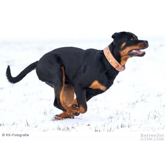 罗威纳犬有多少斤 罗威纳犬能长多大能长多重