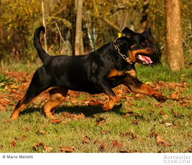 罗威纳犬有多少斤 罗威纳犬能长多大能长多重