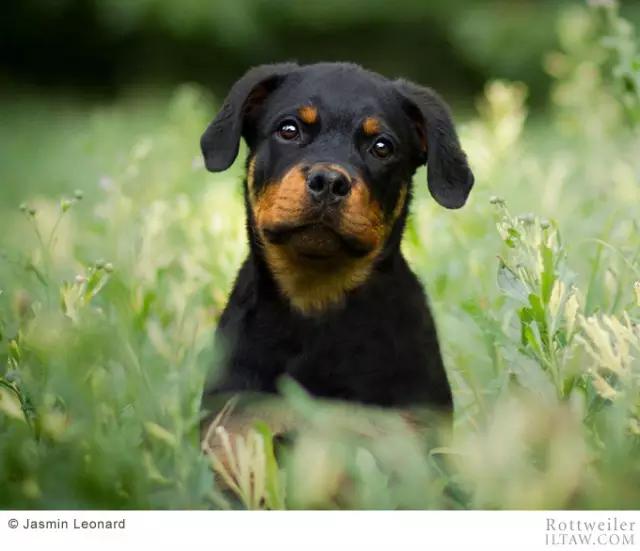 罗威纳犬有多少斤 罗威纳犬能长多大能长多重