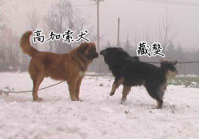 高加索犬vs藏獒，高加索犬vs藏獒视频（高加索犬vs藏獒王）