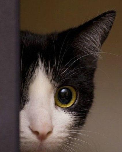 猫斗小古文翻译，猫捕鱼小古文翻译（当喵星人做这7个动作的时候）