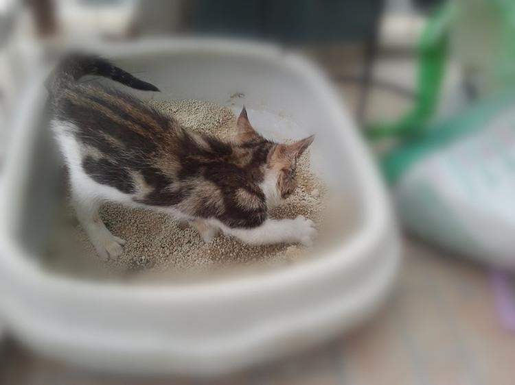 猫斗小古文翻译，猫捕鱼小古文翻译（当喵星人做这7个动作的时候）