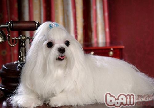 不掉毛的狗狗品种，不掉毛的狗狗品种有哪些（排在第1的墨西哥无毛犬实在太骚啦）