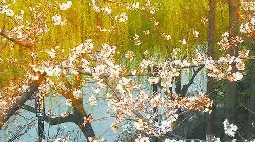 赏樱花的地方排行榜，眼下你最该去的地方