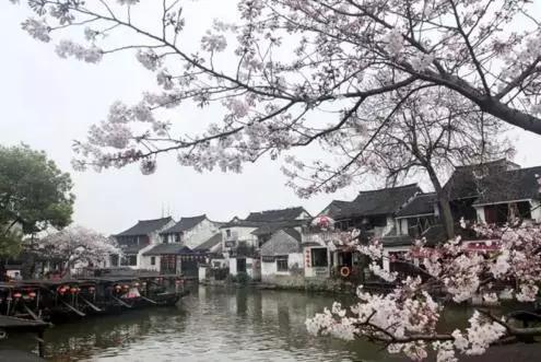 赏樱花的地方排行榜，眼下你最该去的地方