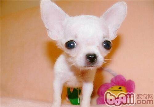 不掉毛的狗狗品种，不掉毛的狗狗品种有哪些（排在第1的墨西哥无毛犬实在太骚啦）