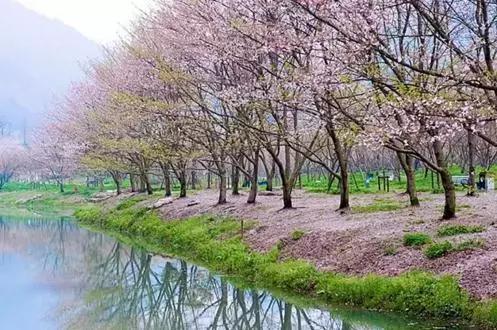 赏樱花的地方排行榜，眼下你最该去的地方