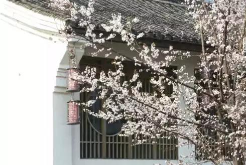 赏樱花的地方排行榜，眼下你最该去的地方