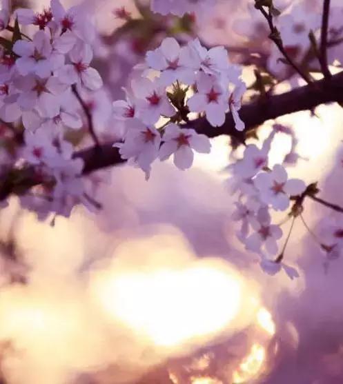 赏樱花的地方排行榜，眼下你最该去的地方