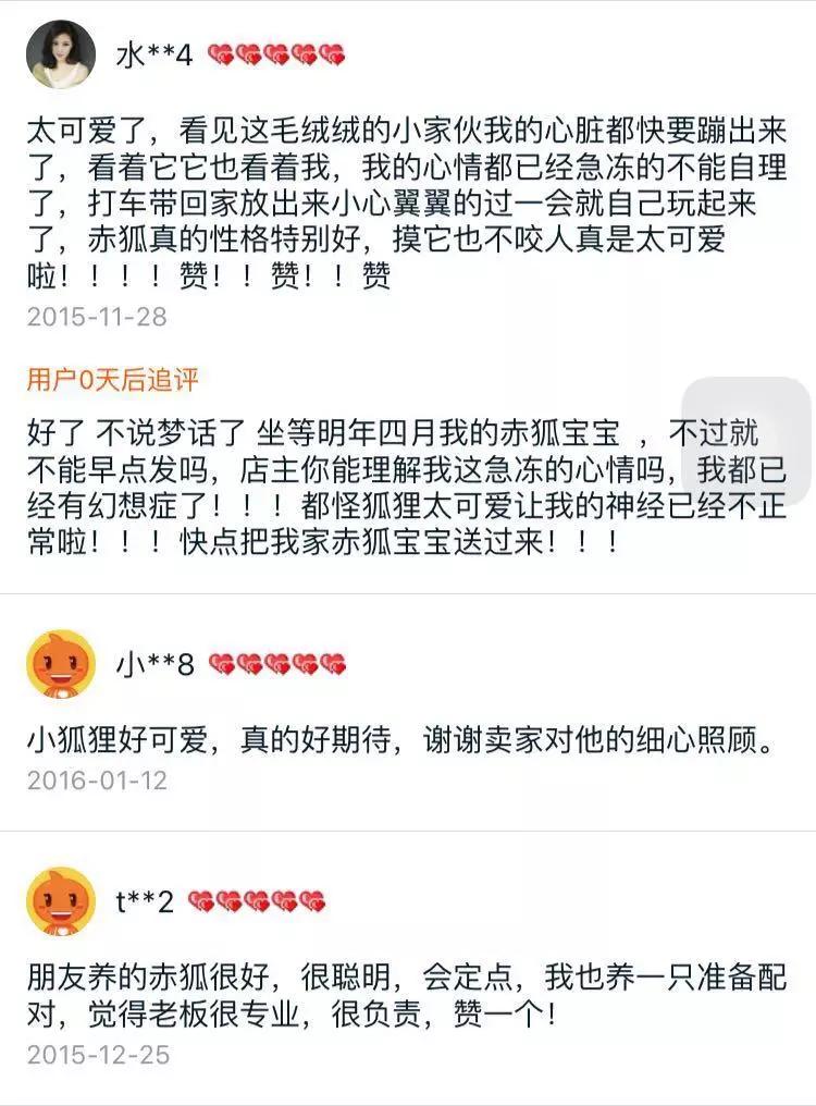 最谨慎的狐狸品种，《疯狂动物城》引爆宠物狐狸热