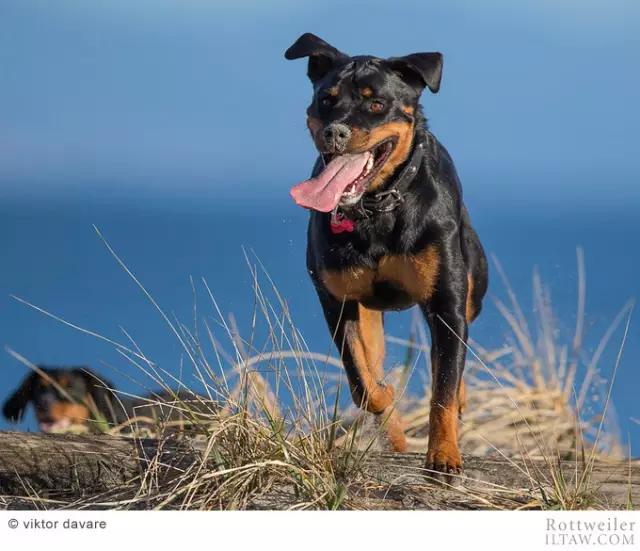 罗威纳犬有多少斤 罗威纳犬能长多大能长多重