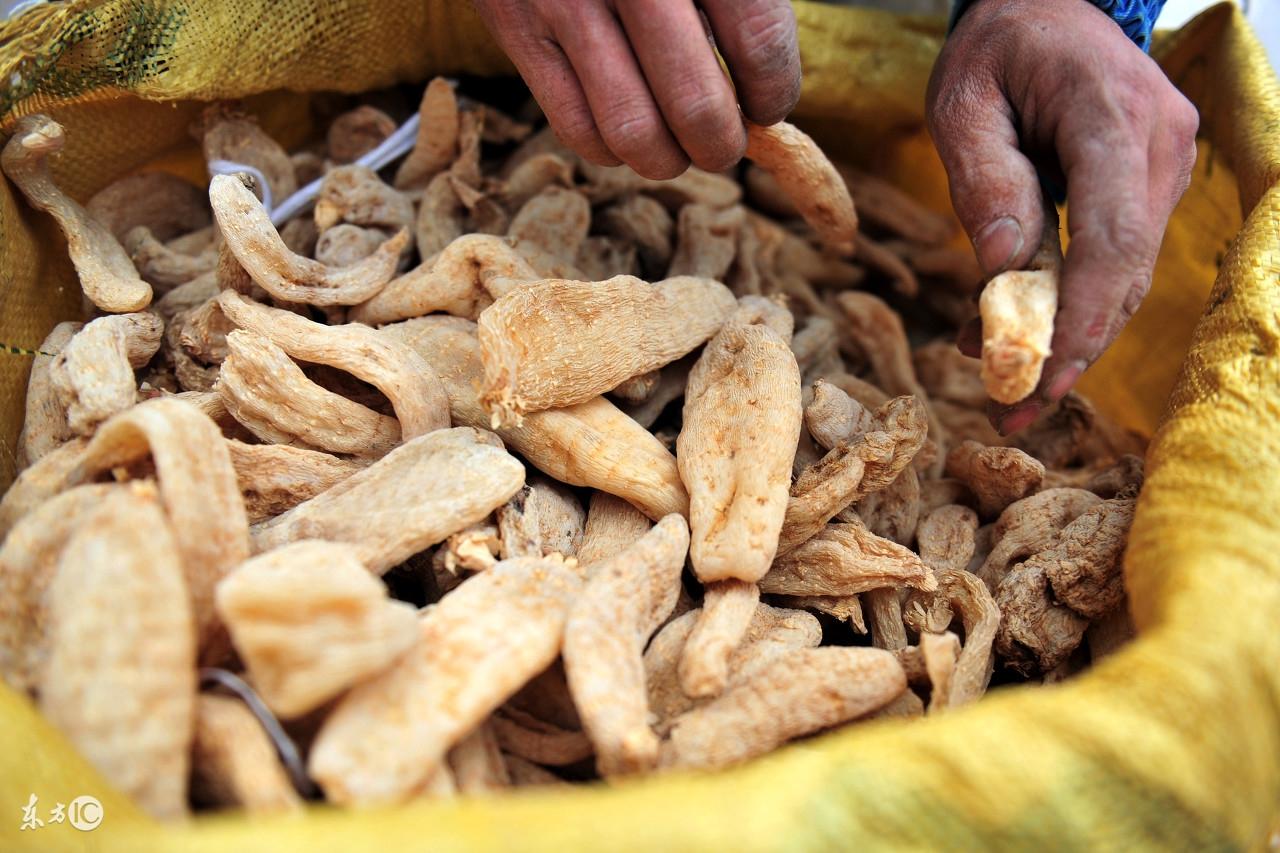 你知道新鲜天麻和干天麻的区别吗