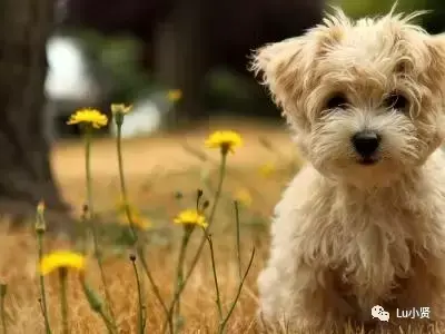 犬细小病是怎么引起的（犬细小病的病原是什么）