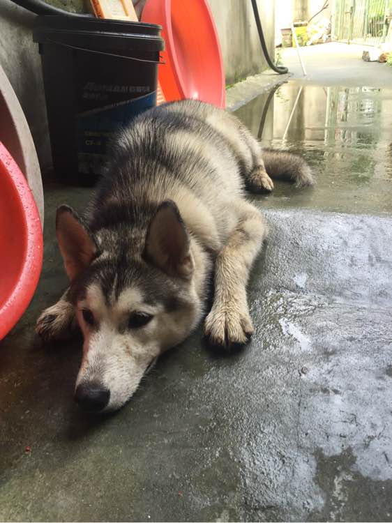 宠物店二哈幼犬价格一览（了解宠物店二哈幼犬的市场价格）