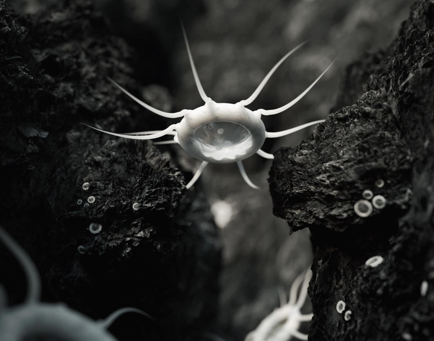 这么漂亮不会吸血吧?