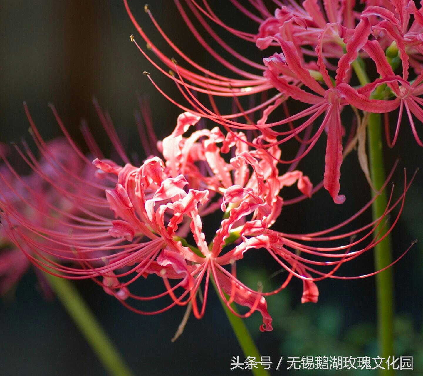 曼珠沙华的叶子(曼珠沙华的叶子和花)-花草草