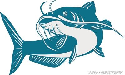 鲶鱼真如传言般脏？揭秘其“最脏鱼类”称号背后的真相与科学依据