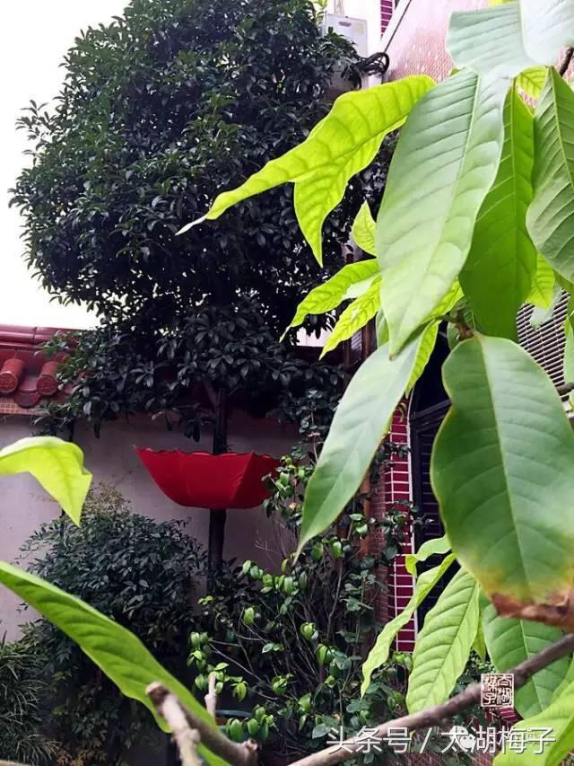 糖芋头怎么做，糖水芋头怎么做（桂花糖芋头）