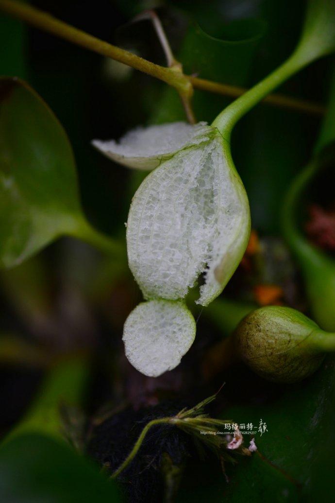 水生植物水葫芦(水葫芦是浮游植物吗)-娱宸网