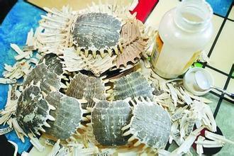 甲鱼壳的功效与作用，甲鱼壳的功效与作用及禁忌（佛跳墙、上等药材甲鱼壳竟出自病死甲鱼）