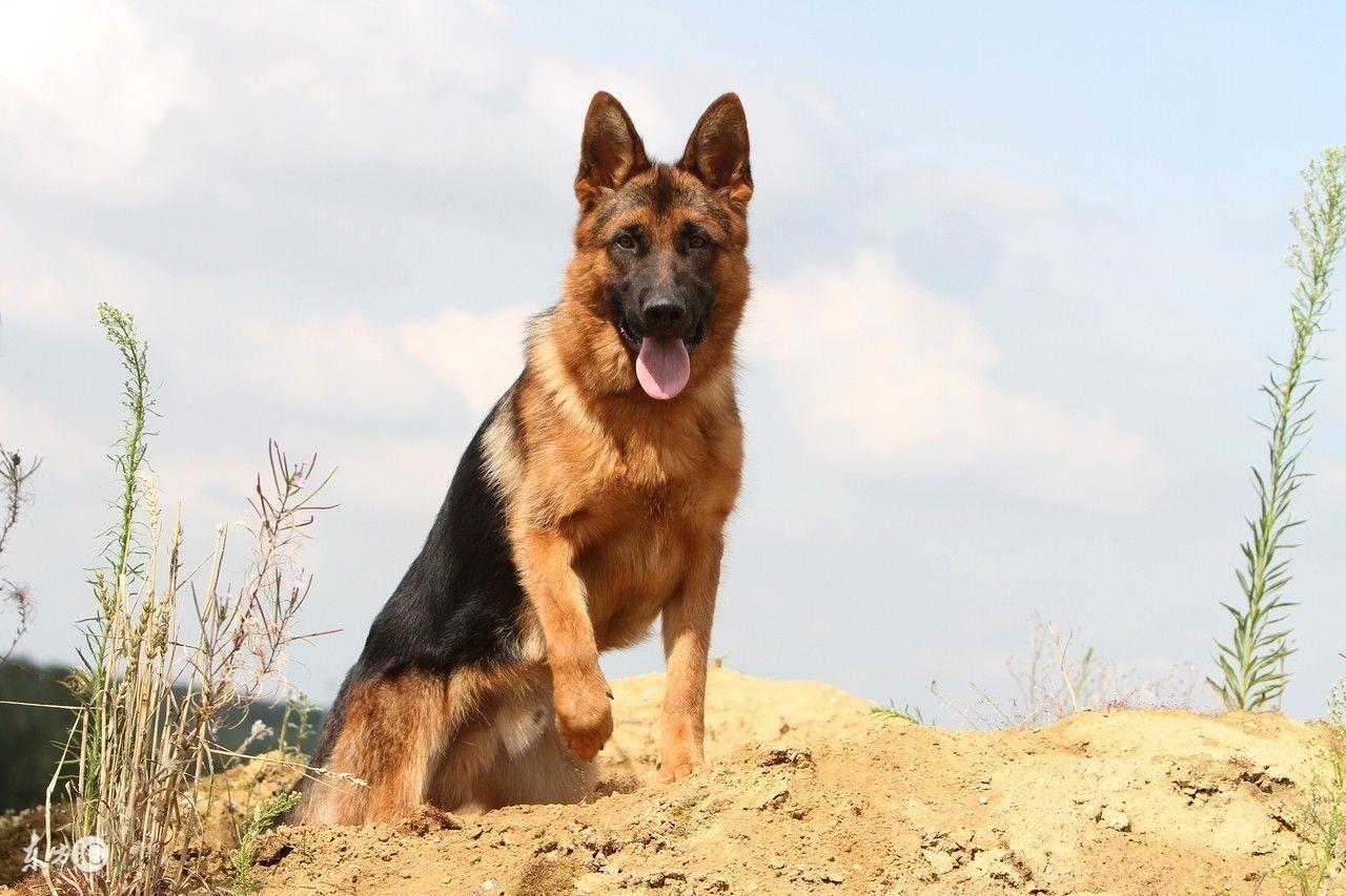 弓背跟斜胯,二战后分化成了两支:一支,是留在西德的狗狗,所谓"西德犬"