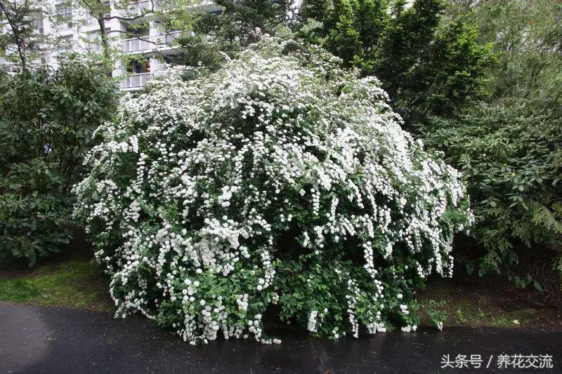 绣线菊属的麻叶绣线菊是一种观赏植物,其花序为，。A.伞形花序B.伞房花序C.复伞形花序D.复伞房花序（你喜欢白色雪花一般的花瀑）