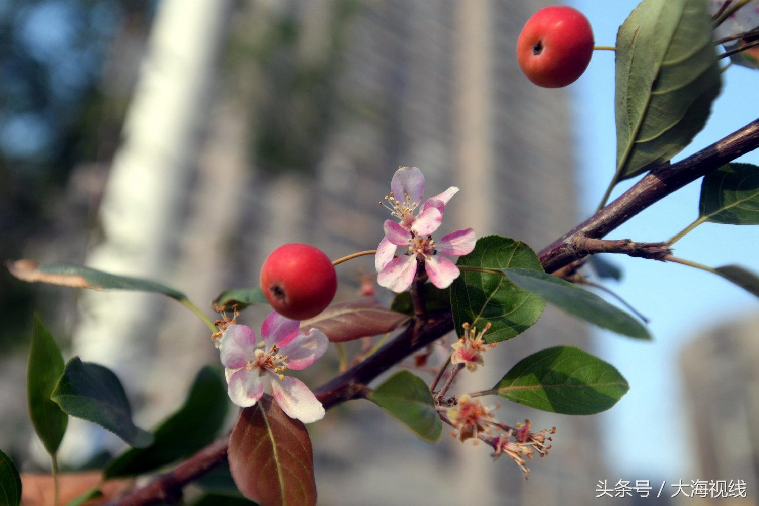 海棠花果同树图片