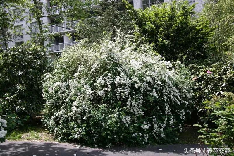 绣线菊属的麻叶绣线菊是一种观赏植物,其花序为，。A.伞形花序B.伞房花序C.复伞形花序D.复伞房花序（你喜欢白色雪花一般的花瀑）