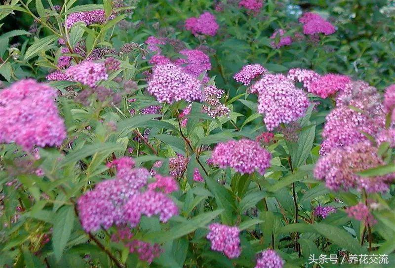 绣线菊属的麻叶绣线菊是一种观赏植物,其花序为，。A.伞形花序B.伞房花序C.复伞形花序D.复伞房花序（你喜欢白色雪花一般的花瀑）