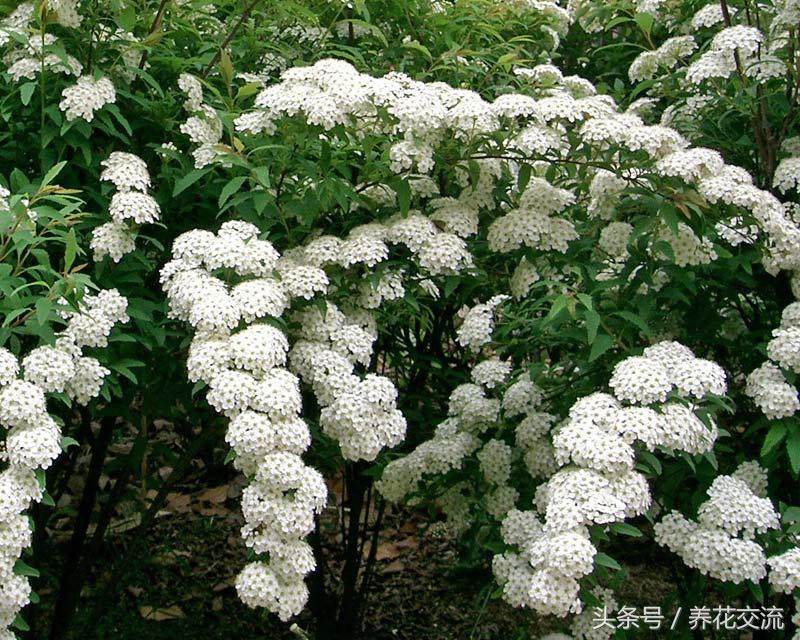 绣线菊属的麻叶绣线菊是一种观赏植物,其花序为，。A.伞形花序B.伞房花序C.复伞形花序D.复伞房花序（你喜欢白色雪花一般的花瀑）