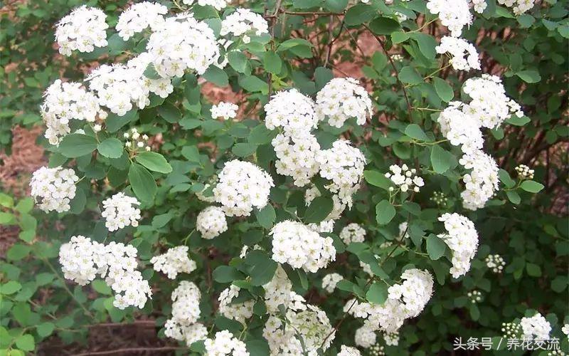 绣线菊属的麻叶绣线菊是一种观赏植物,其花序为，。A.伞形花序B.伞房花序C.复伞形花序D.复伞房花序（你喜欢白色雪花一般的花瀑）