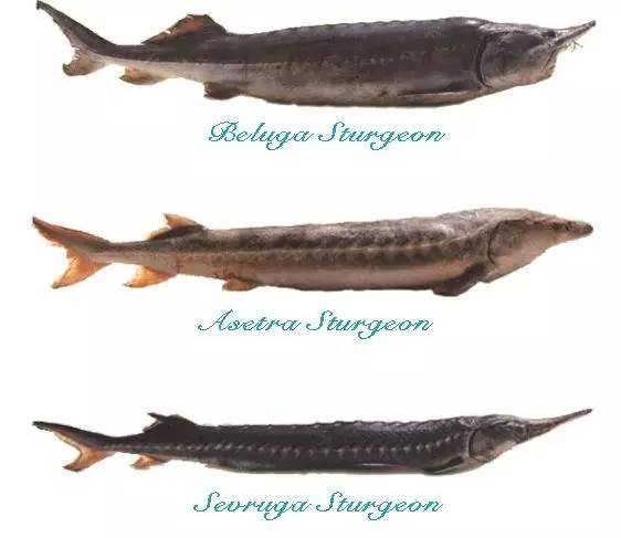 amur是什么意思，amurs（适合吃鱼子酱和说爱我。）