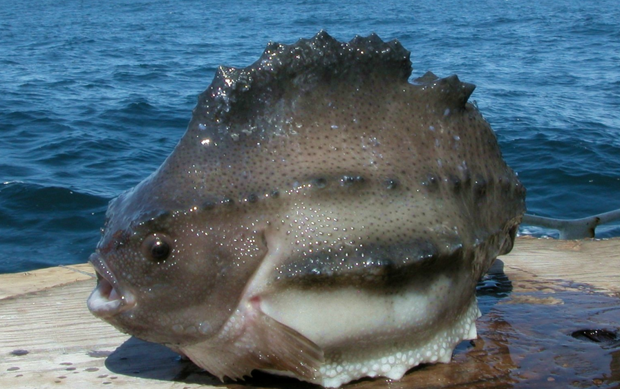 amur是什么意思，amurs（适合吃鱼子酱和说爱我。）