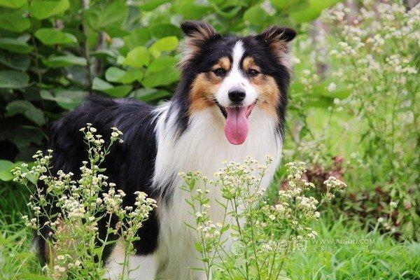 边牧有多少种颜色图片 边牧犬一共有几种颜色