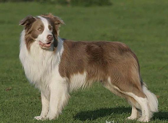 边牧有多少种颜色图片 边牧犬一共有几种颜色