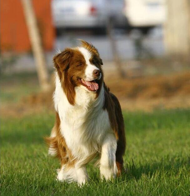 边牧有多少种颜色图片 边牧犬一共有几种颜色