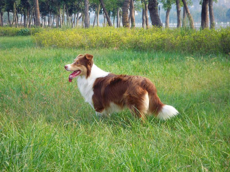 边牧有多少种颜色图片 边牧犬一共有几种颜色