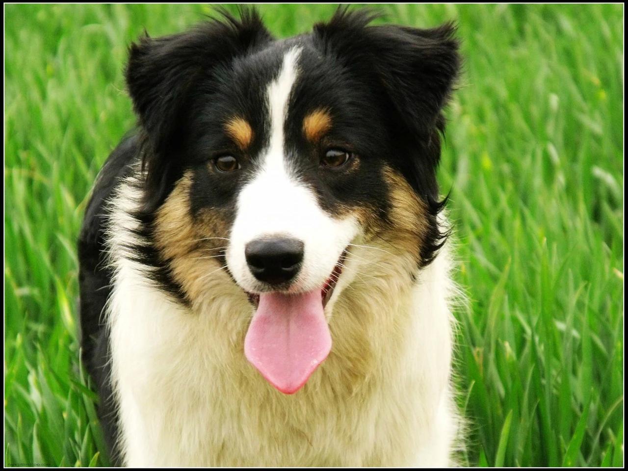 边牧有多少种颜色图片 边牧犬一共有几种颜色