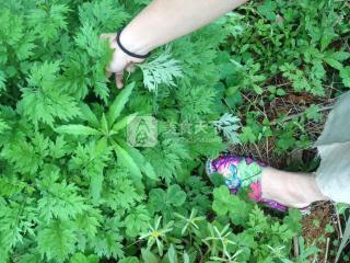 艾叶粑粑的功效和作用，艾叶粑粑的食用价值（艾叶粑粑）