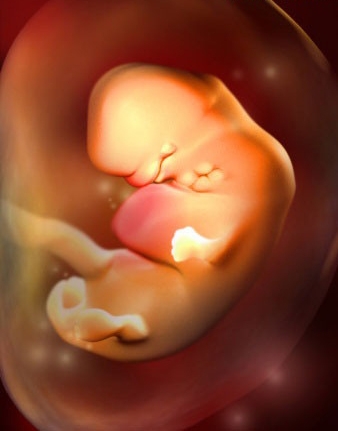 怀孕25周胎儿大小图片图片