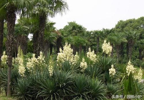 带刺的植物有哪些，全身带刺的植物有哪些（不如试试这3种带刺植物）