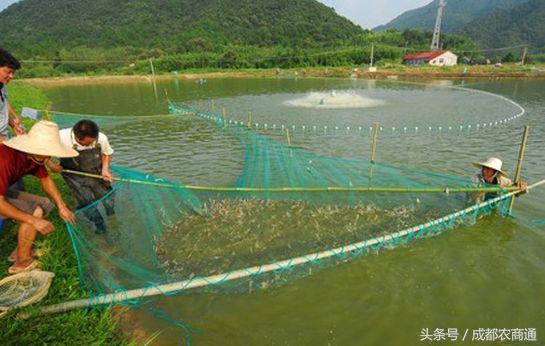 河虾养殖周期有多长，养淡水虾的必备条件