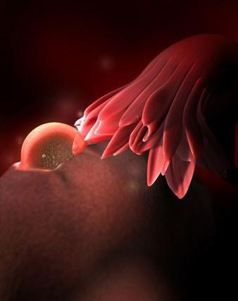 胎儿的发育过程(这组高清3d图) - 乐宝宝贝