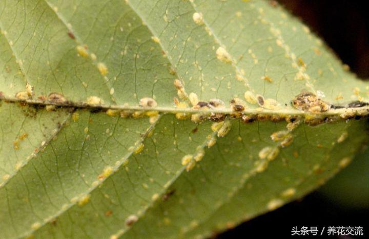 5种不死虫(常见这5种害虫都杀不死)