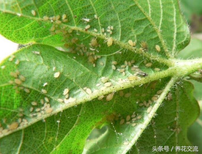 5种不死虫介绍（在农村这5种虫子生命最顽强）