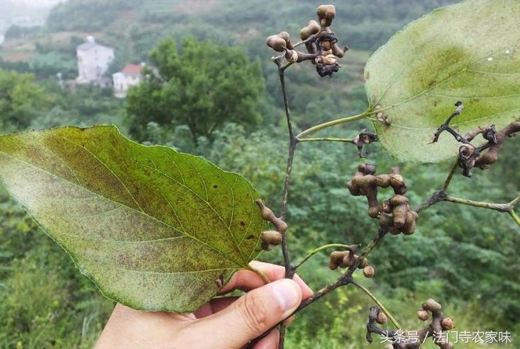 金钩梨的功效与作用，金勾梨的作用（农村这种北方人很少见的拐枣）