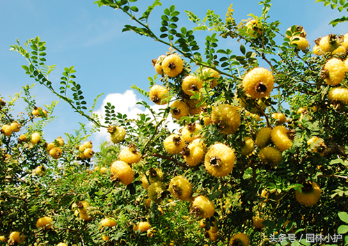 带刺的植物有哪些，全身带刺的植物有哪些（不如试试这3种带刺植物）