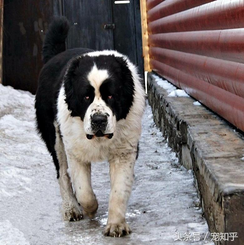 中亚犬怎么训练课程（中亚犬视频介绍）