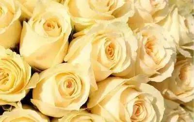 樱花花语及象征，樱花的花语是什（20种花的花语，你知道多少种）