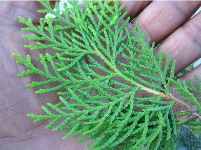 侧柏叶泡酒比例，侧柏叶泡酒的方法（侧柏叶泡酒精擦头皮15天生发鼻祖）